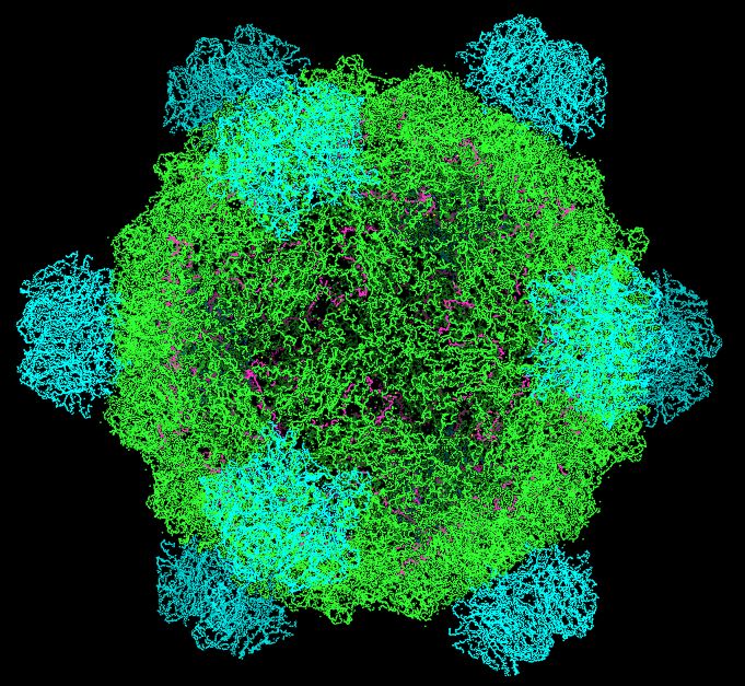 Image of Phi X Phage, sequenced by Sanger in 1974